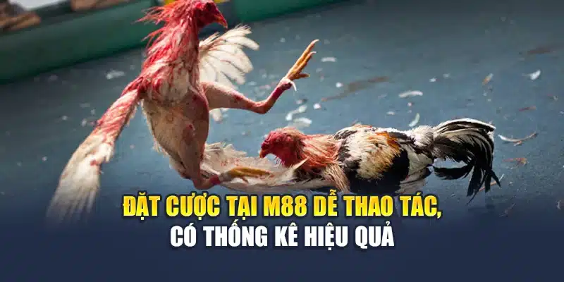 Đặt cược tại M88 dễ thao tác, có thống kê hiệu quả