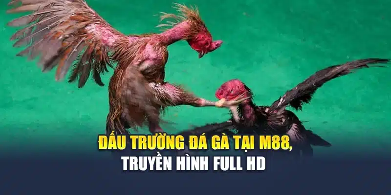 Đá Gà Trực Tiếp Tại M88 – Sân Chơi Kịch Tính Từng Giây 1 Đấu trường đá gà tại M88, truyền hình Full HD
