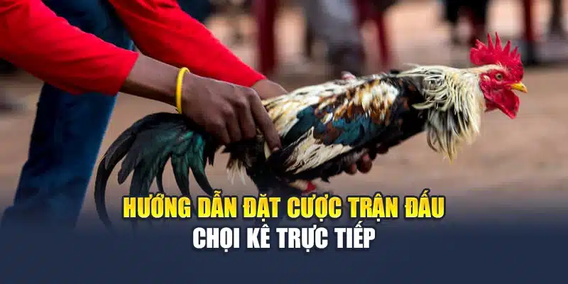 Đá Gà Trực Tiếp Tại M88 – Sân Chơi Kịch Tính Từng Giây 3 Hướng dẫn đặt cược trận đấu chọi kê trực tiếp