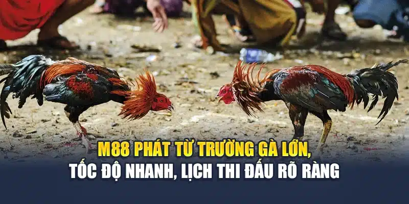 M88 phát từ trường gà lớn, tốc độ nhanh, lịch thi đấu rõ ràng