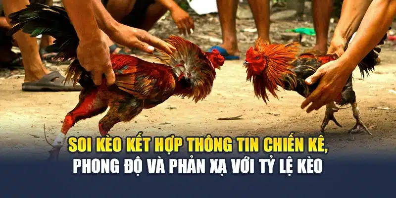 Đá Gà Mộc Bài Phát Sóng Ổn Định, Cược Rõ Ràng Tại M88 3 Soi kèo kết hợp thông tin chiến kê, phong độ và phản xạ với tỷ lệ kèo