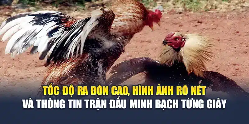 Đá Gà Cựa Dao Tốc Độ Cao, Kèo Rõ Ràng Mỗi Ngày Tại M88 1 Tốc độ ra đòn cao, hình ảnh rõ nét và thông tin trận đấu minh bạch từng giây
